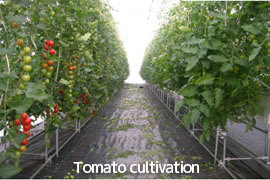 トマト栽培の写真
